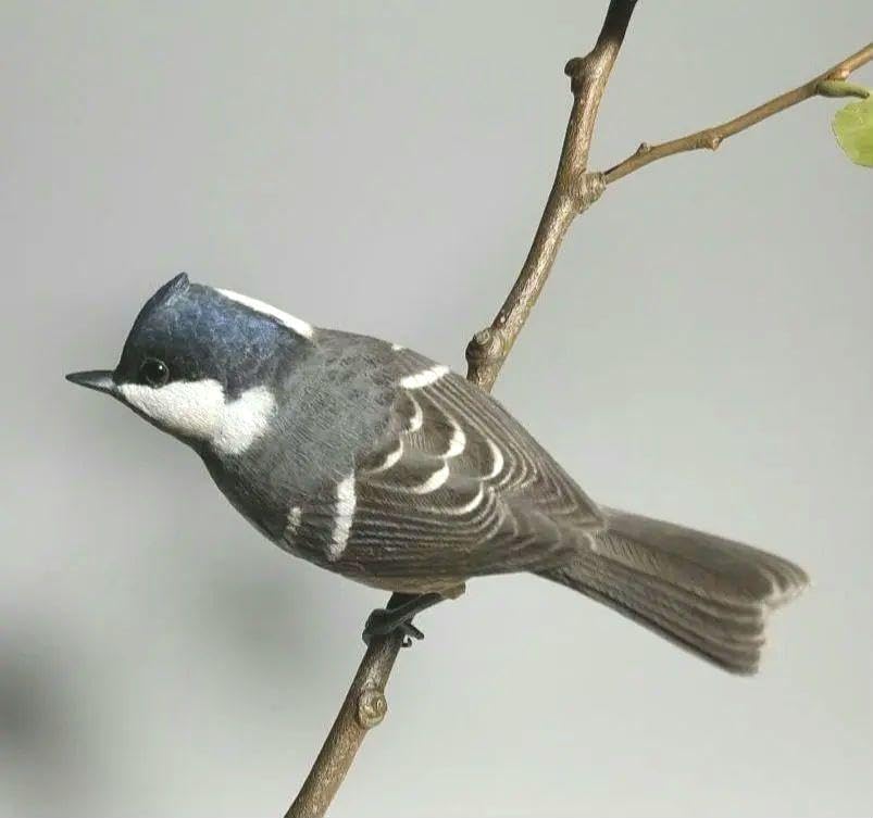 Amazon.co.jp: アベマキに止ヒガラ バードカービング界の種 野鳥